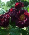 Katie's Rose