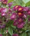 Violette