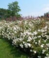 Opalia - Flower Carpet White