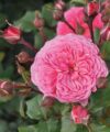 Théo Clevers - Rosier comestible