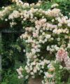 Phyllis Bide