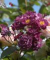 Violette
