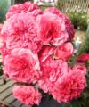 Pink Swany