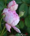 Madame Pierre Oger