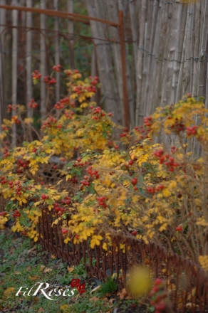 Rugosa Alba