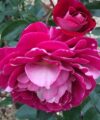 Rose de l'Unité