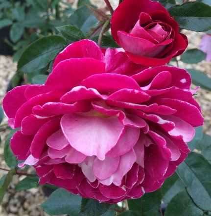 Rose de l'Unité