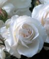 Princess of Wales