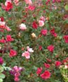 Mutabilis