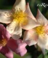 Mutabilis