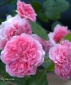 Pink Swany