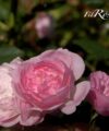 Mozart's Lady