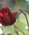Le rouge et le Noir