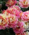 Rose des Cisterciens