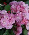 Heavenly Pink