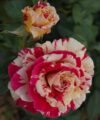 Vanille Fraise