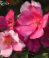 Mutabilis