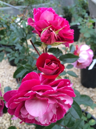 Rose de l'Unité