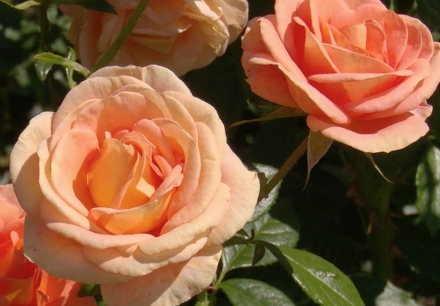 Coral Lions Rose