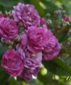 Rose Marie Viaud