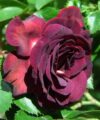 Katie's Rose