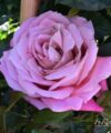 Violette Parfumée
