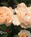Parfum de Mireille