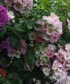 Kew Rambler