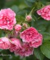 Pink Grootendorst