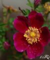 Single Cherry