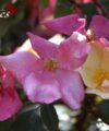 Mutabilis