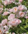 Pear - Rosier comestible