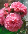 Rosarium Uetersen
