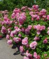 Pink Swany