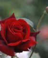 Le rouge et le Noir