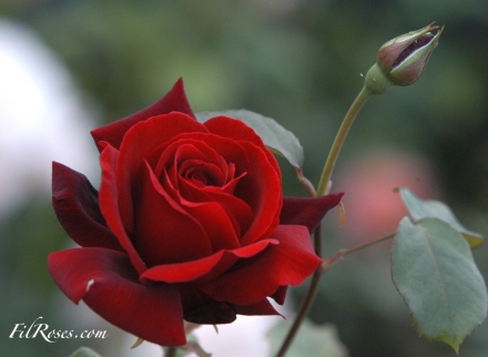 Le rouge et le Noir