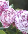 Variegata di Bologna