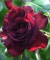 Katie's Rose
