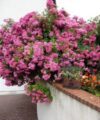 Flower Carpet Pink
