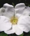 Rugosa Alba
