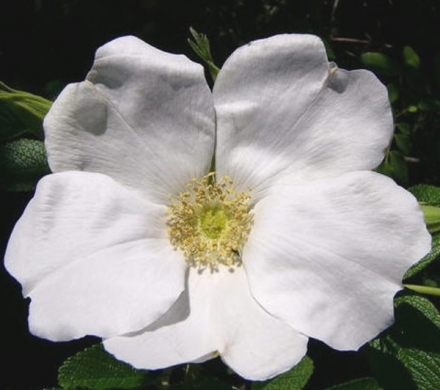 Rugosa Alba