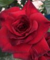 La Rose Monsieur