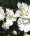 Opalia - Flower Carpet White