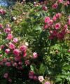 Pink Grootendorst