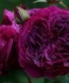 Palais Biron - Purple Lodge