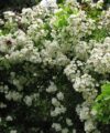 Rambling Rector