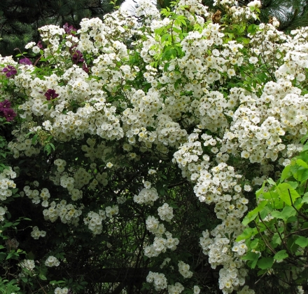 Rambling Rector