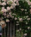 Kew Rambler