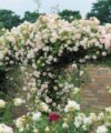 Phyllis Bide