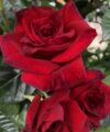 La Rose Monsieur